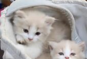 Persian Cat Bio colour
