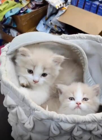 Persian Cat Bio colour