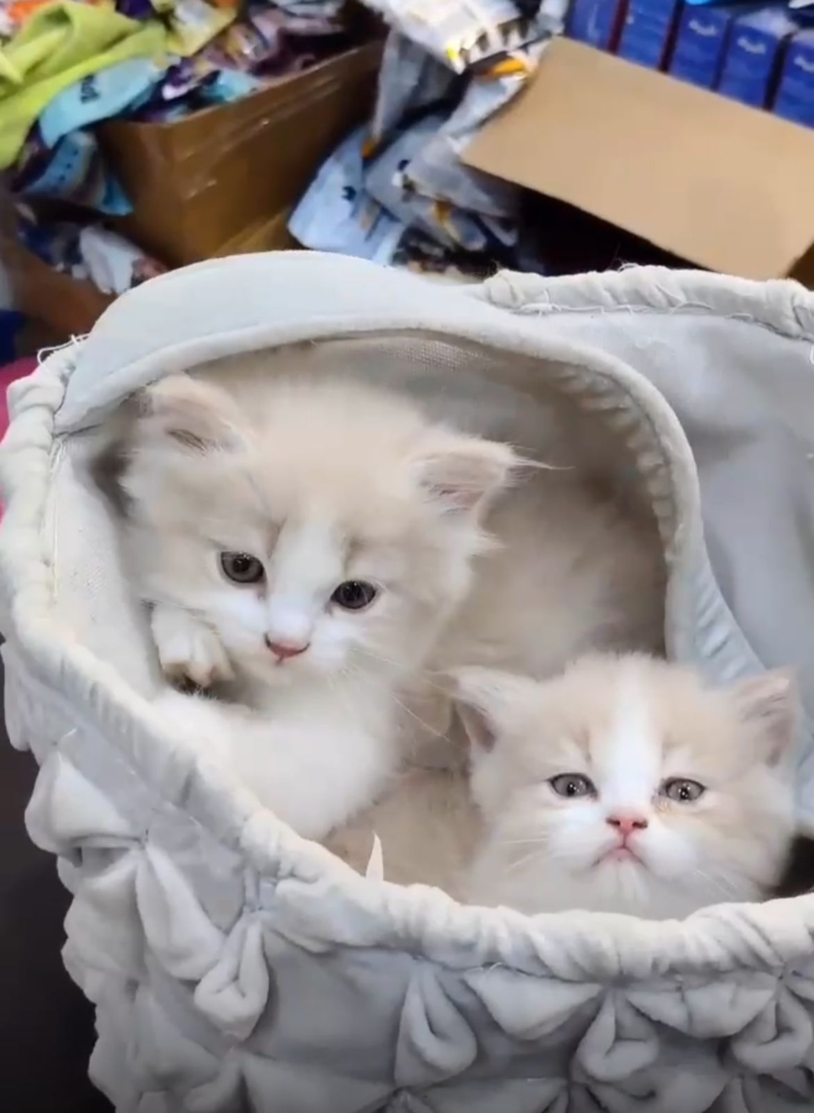 Persian Cat Bio colour