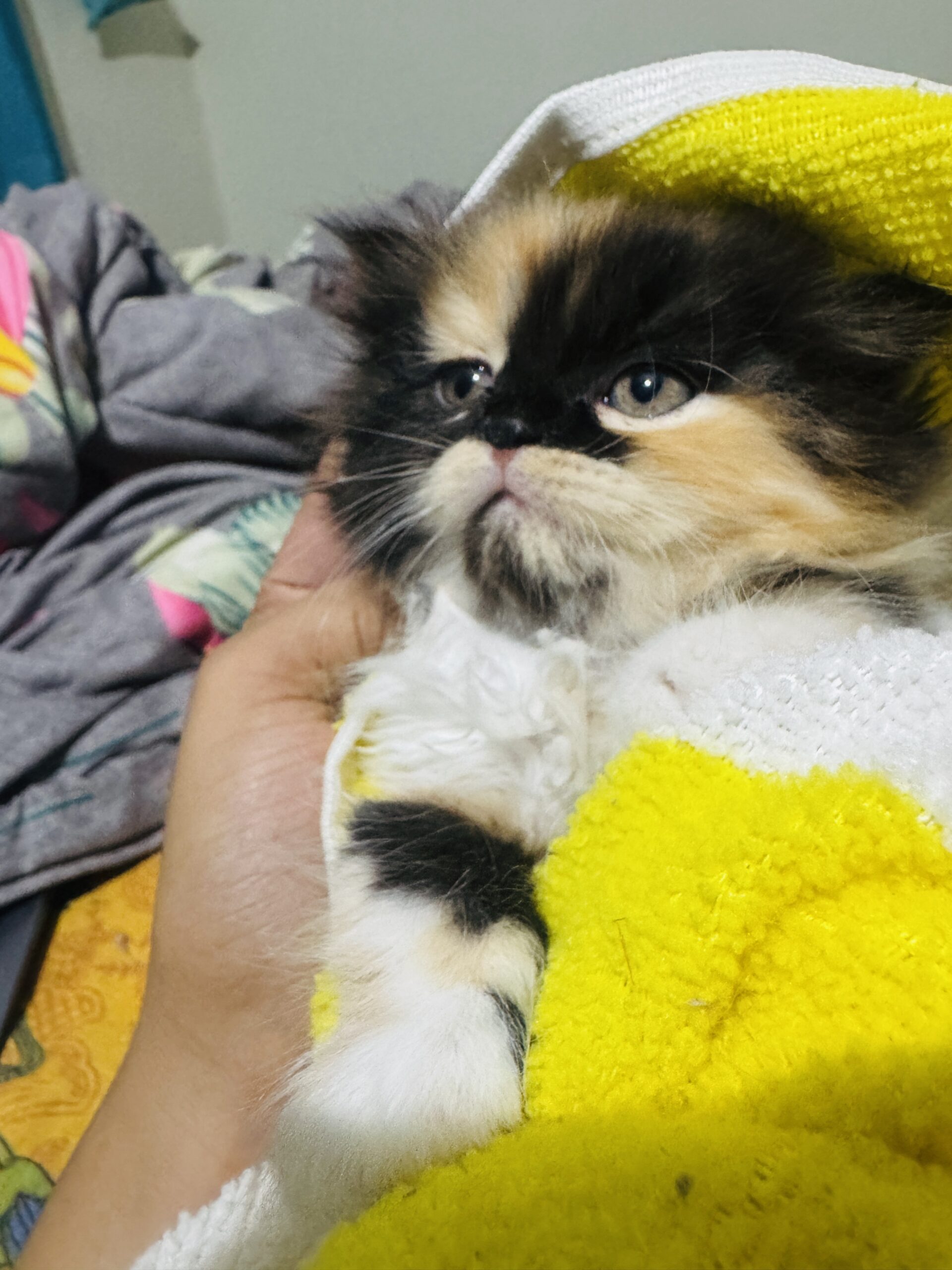 Triple Coated Persian For Sell D