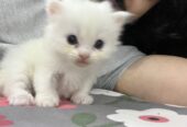 Persian Kitten