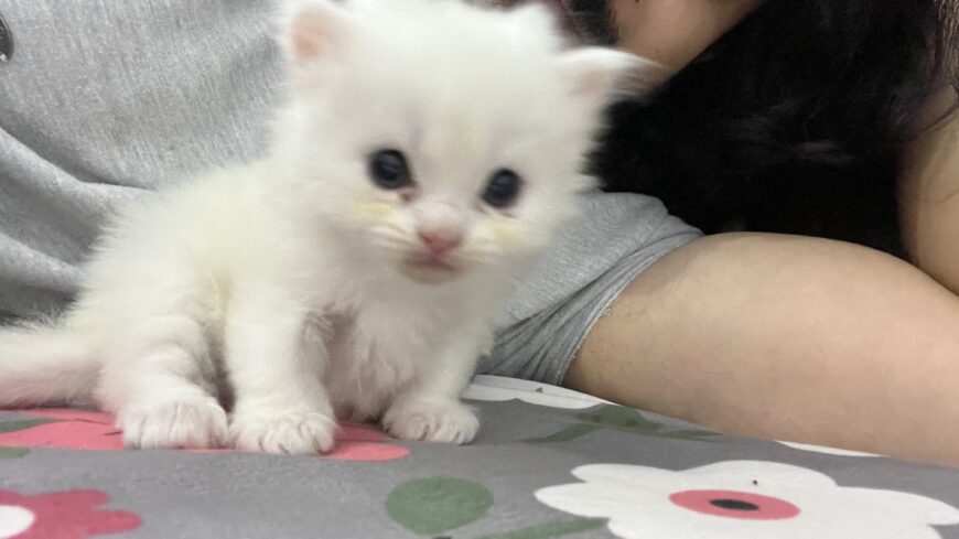 Persian Kitten