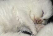 Persian Kitten
