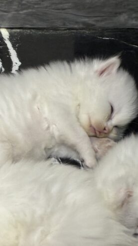 Persian Kitten