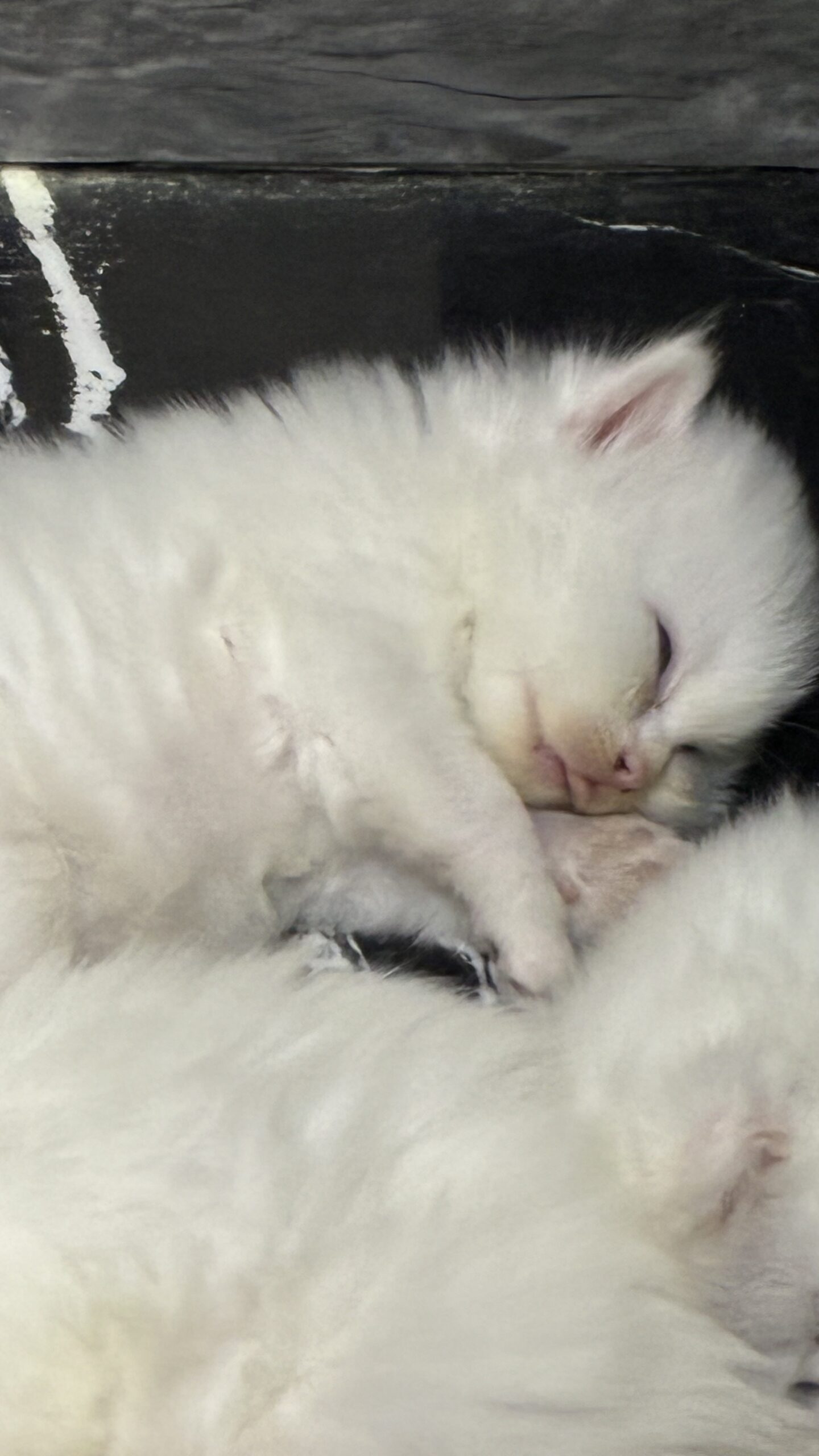 Persian Kitten