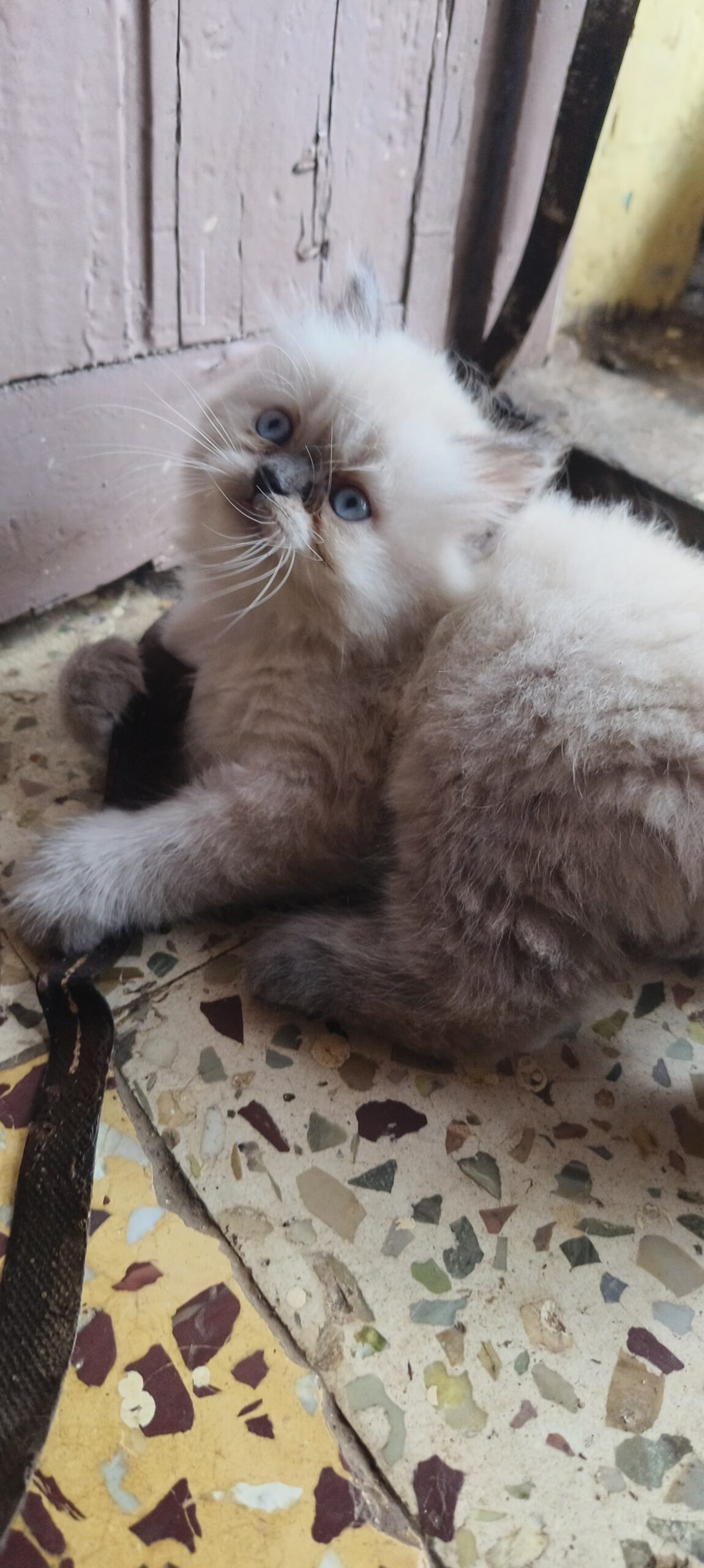 HIMALIYAN PERSION MALE