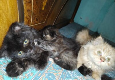 catp1