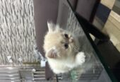 Persian Kitten