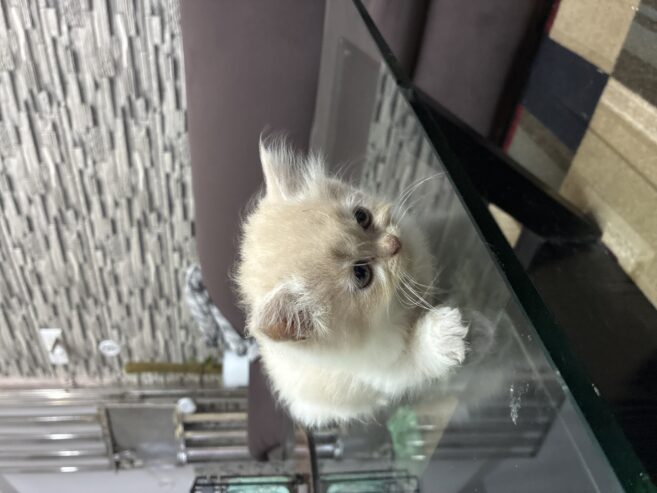 Persian Kitten
