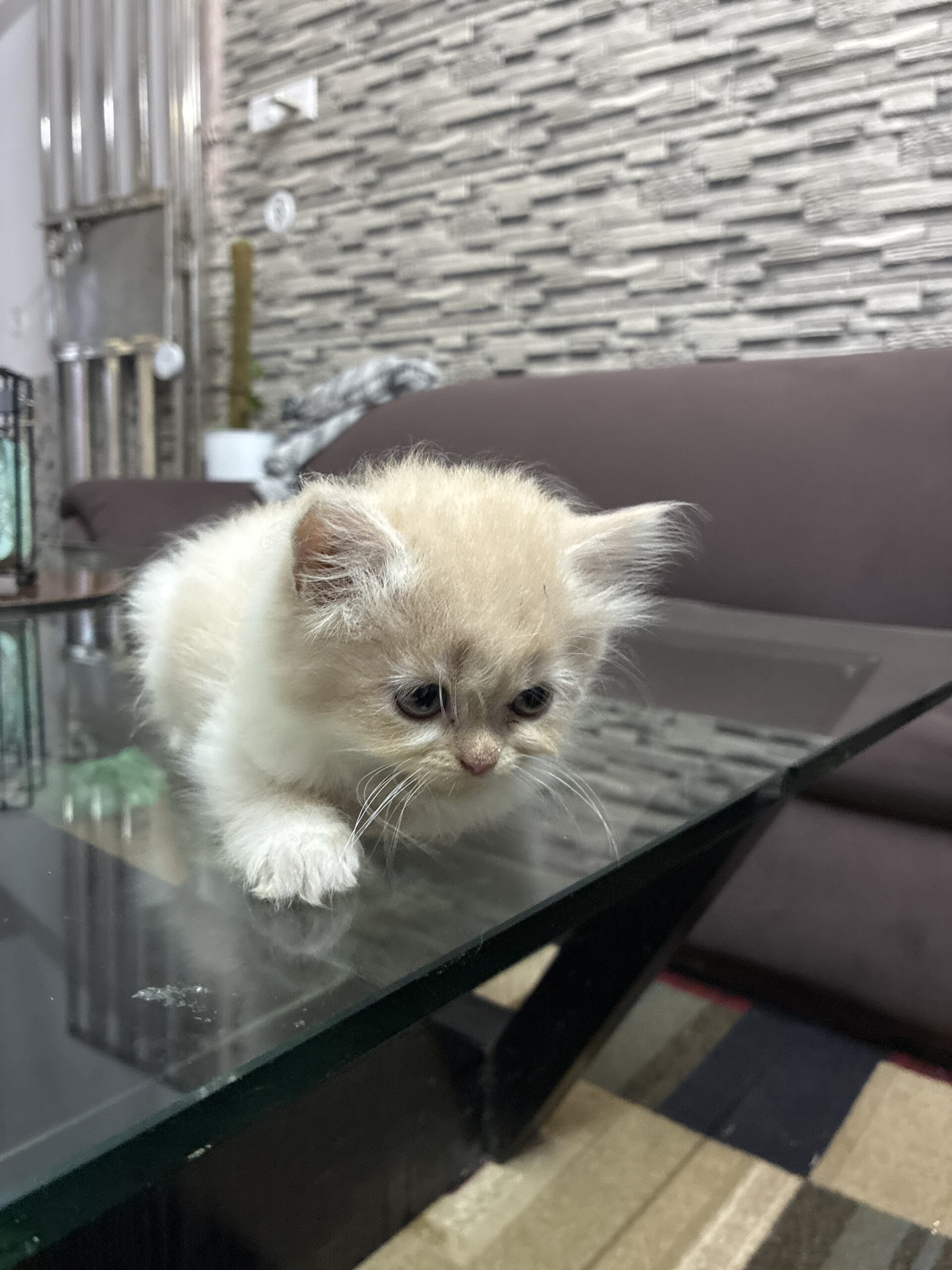 Persian Kitten
