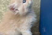 Persian triple coat