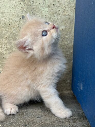 Persian triple coat