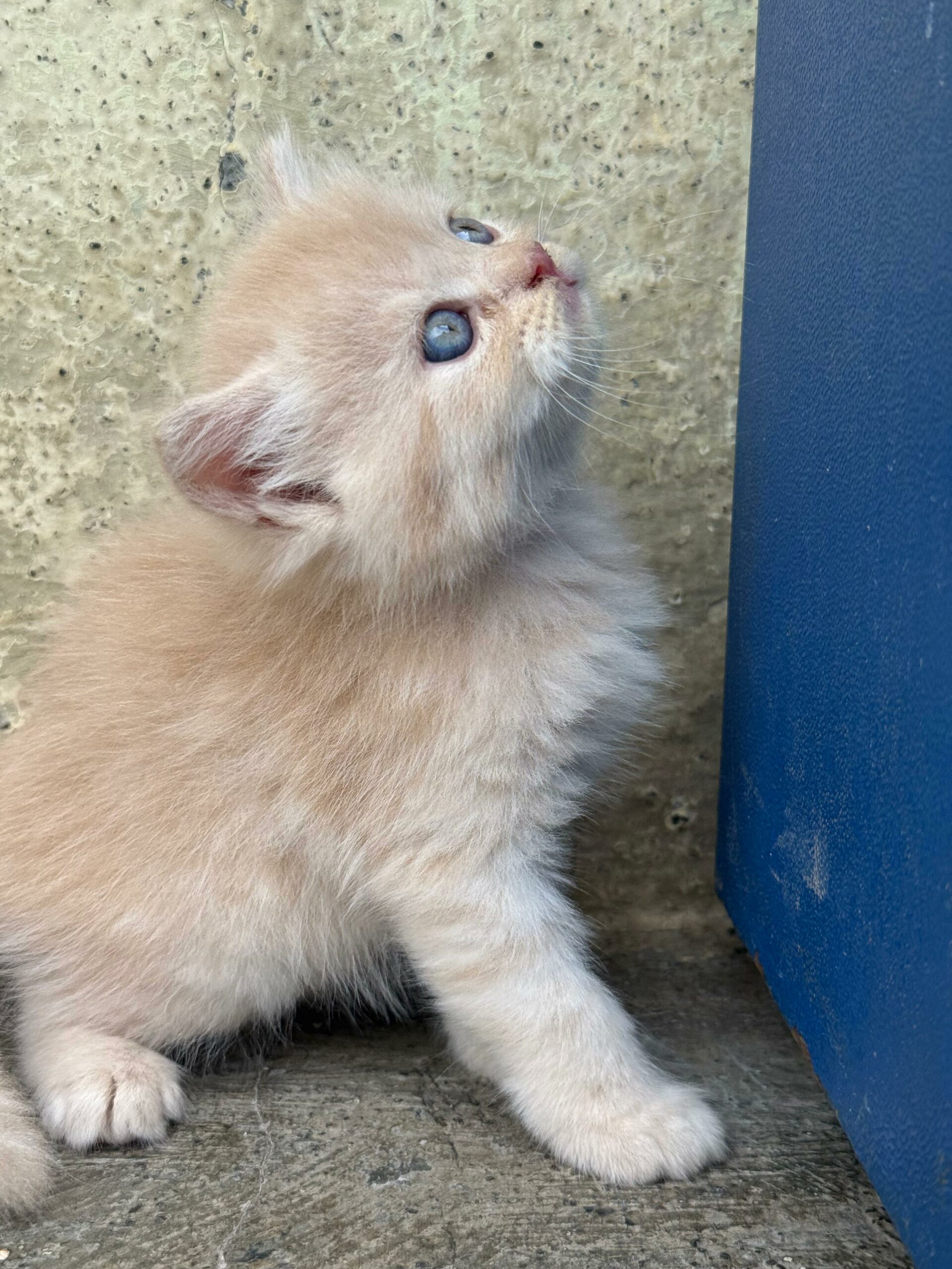 Persian triple coat