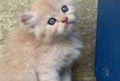Persian triple coat