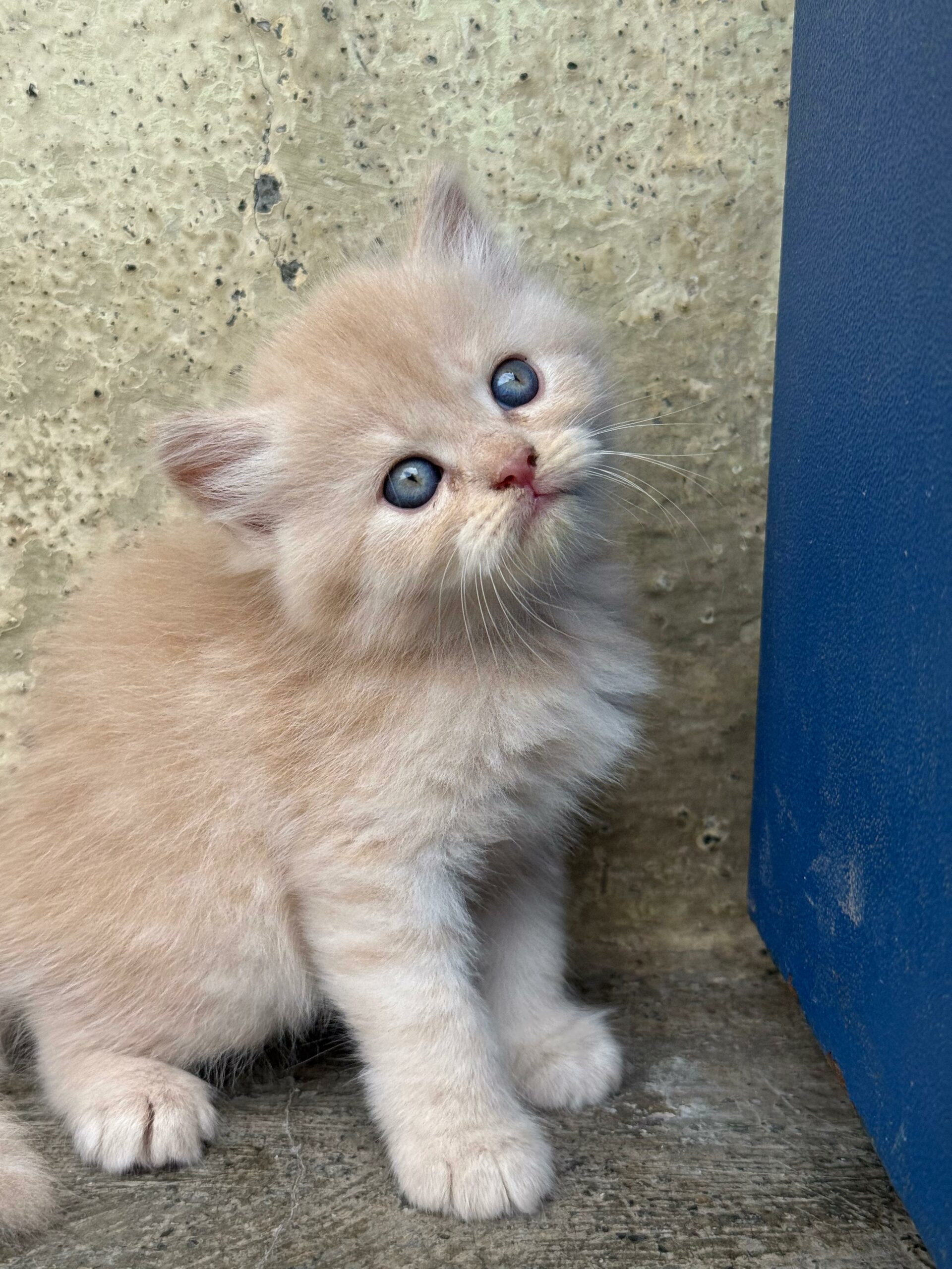 Persian triple coat