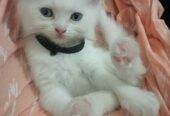 Persian kittens | pure white