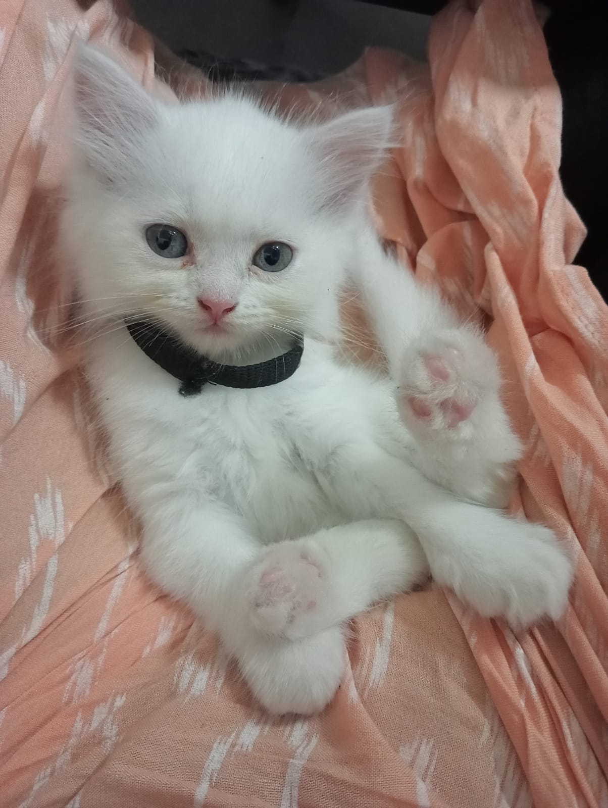 Persian kittens | pure white