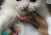 Persian kittens | pure white