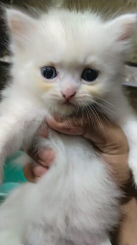Persian kittens | pure white