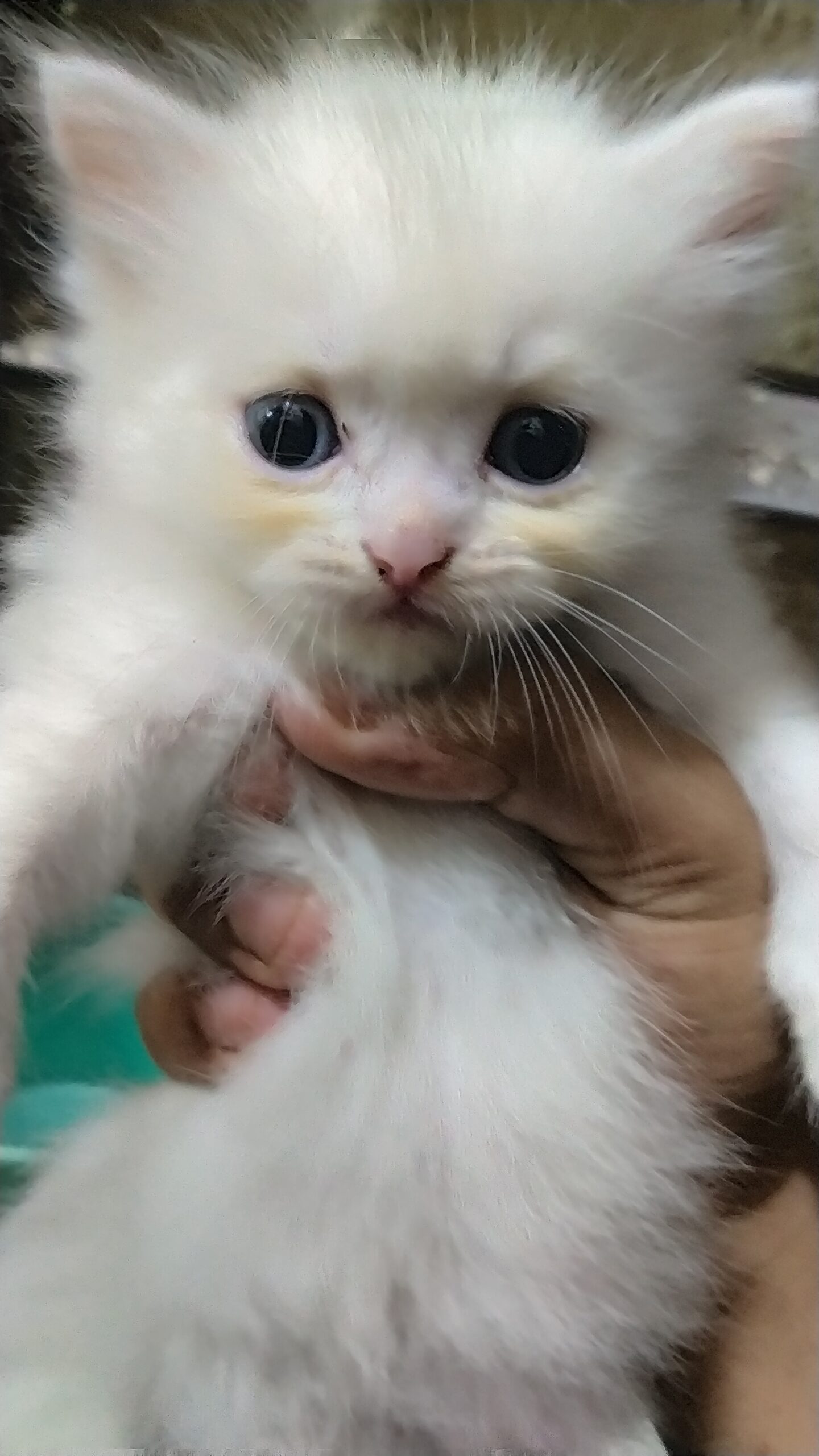 Persian kittens | pure white