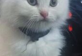 Persian kittens | pure white