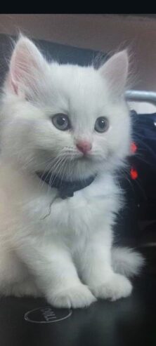 Persian kittens | pure white