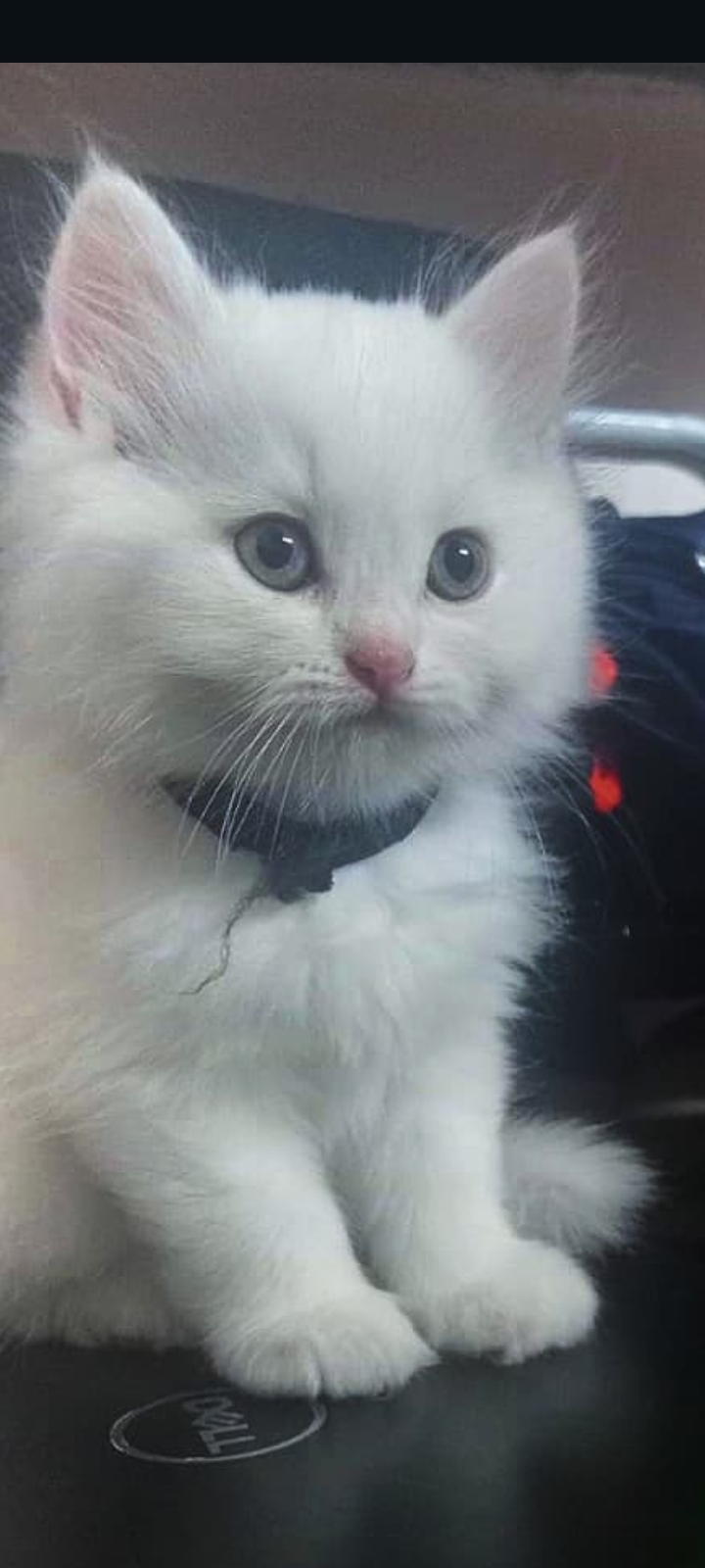 Persian kittens | pure white