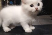 Persian kittens | pure white