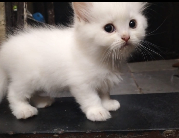 Persian kittens | pure white