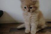 Perisan kittens for sale