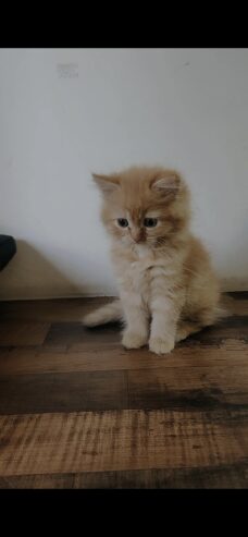 Perisan kittens for sale
