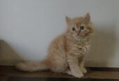 Perisan kittens for sale