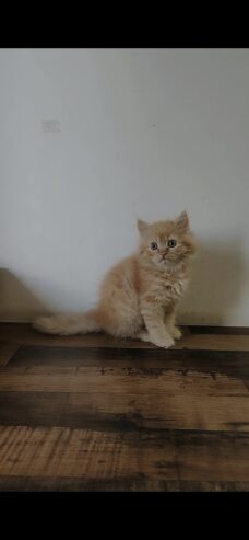 Perisan kittens for sale