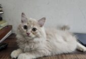 Perisan kittens for sale