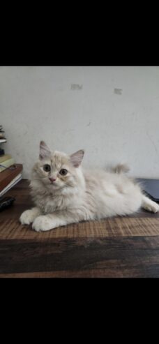 Perisan kittens for sale