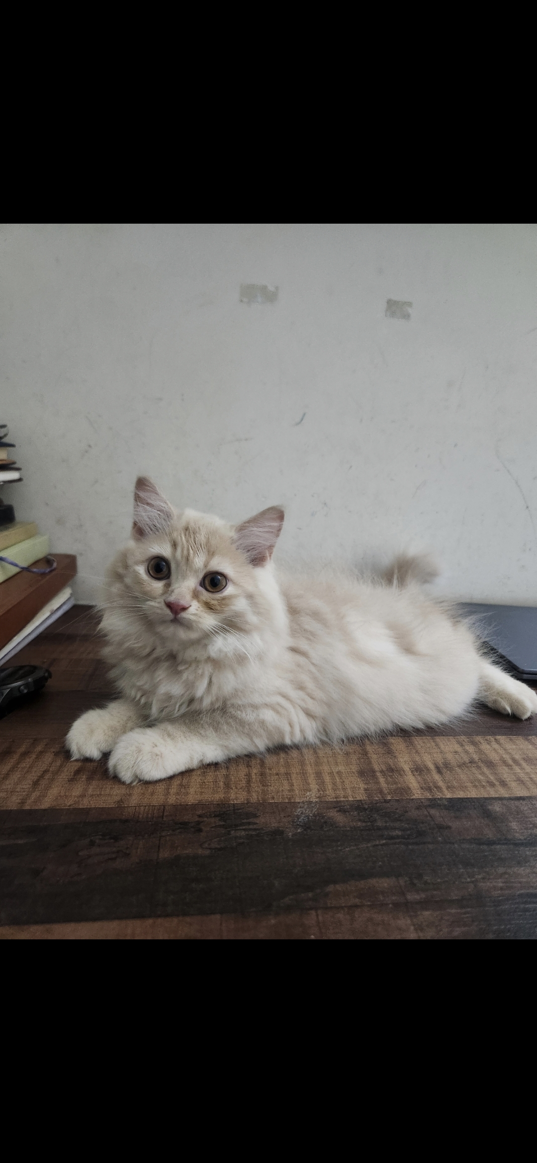 Perisan kittens for sale
