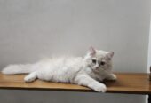 Perisan kittens for sale