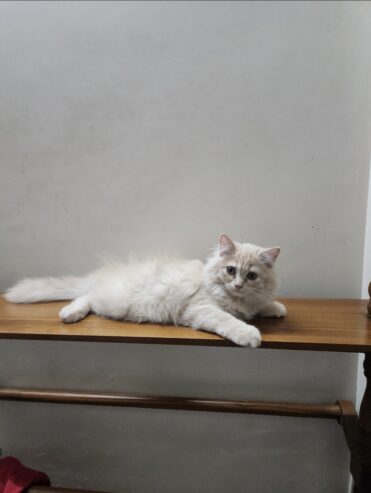Perisan kittens for sale