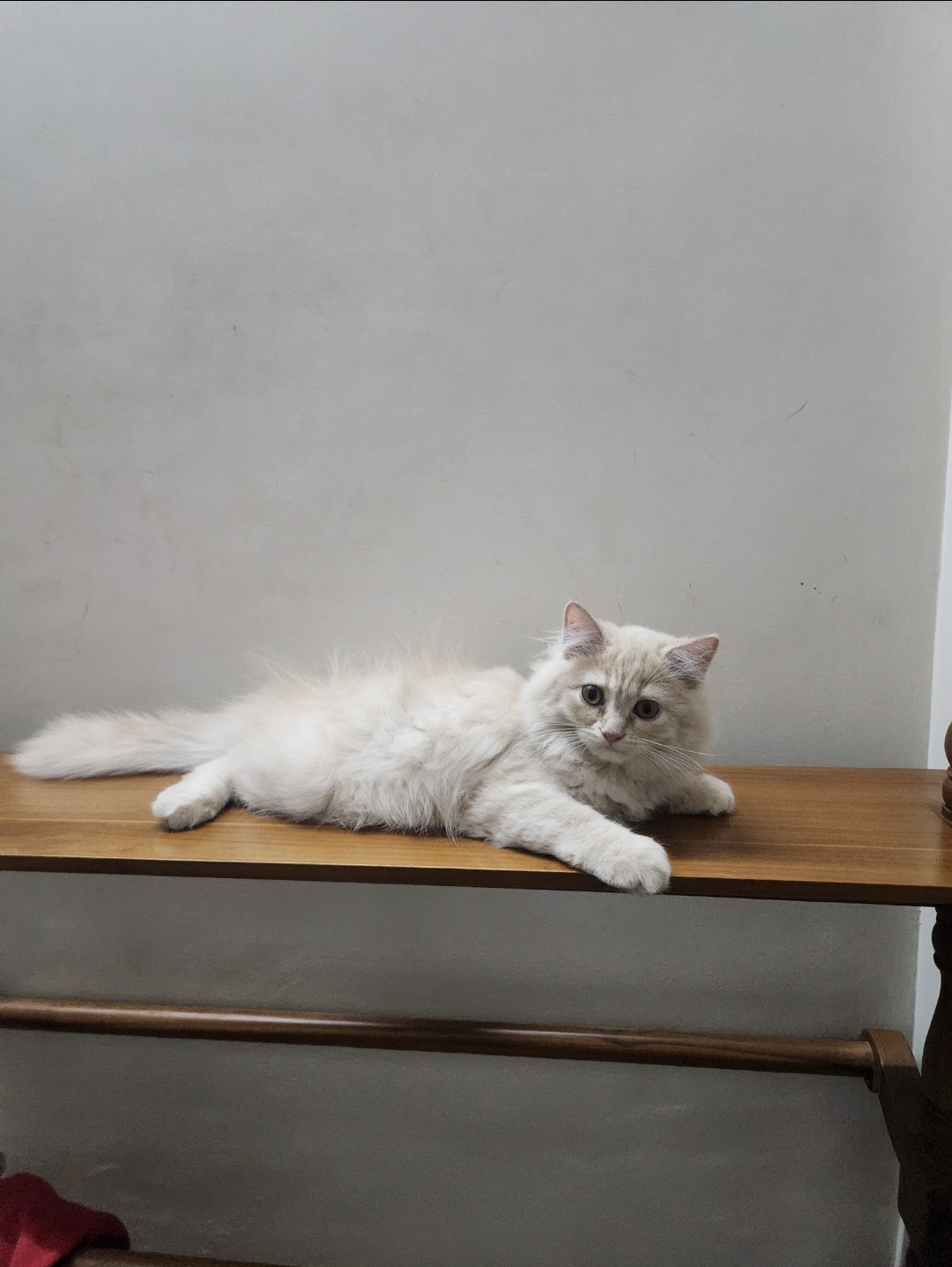 Perisan kittens for sale