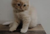 Perisan kittens for sale
