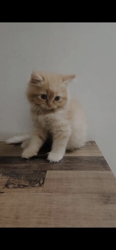 Perisan kittens for sale