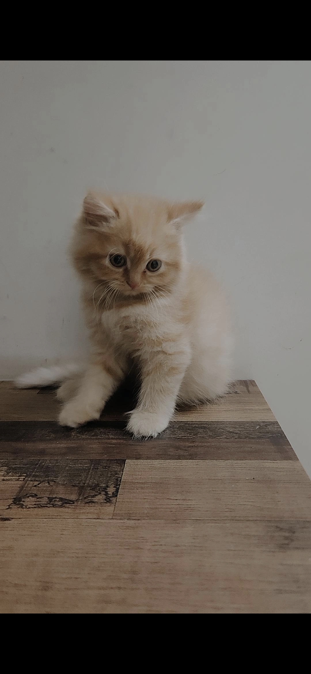 Perisan kittens for sale