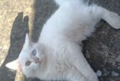 Persion, Loving , Playful, Affectionate, human used