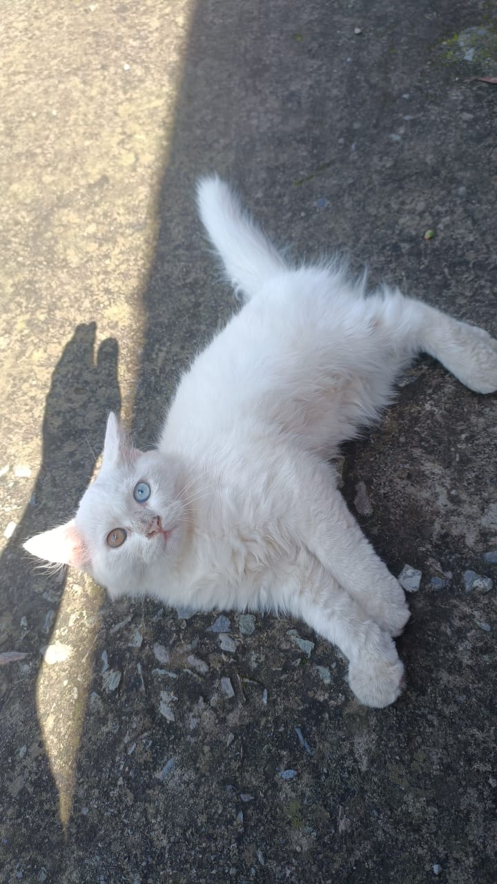 Persion, Loving , Playful, Affectionate, human used