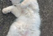 Persion, Loving , Playful, Affectionate, human used