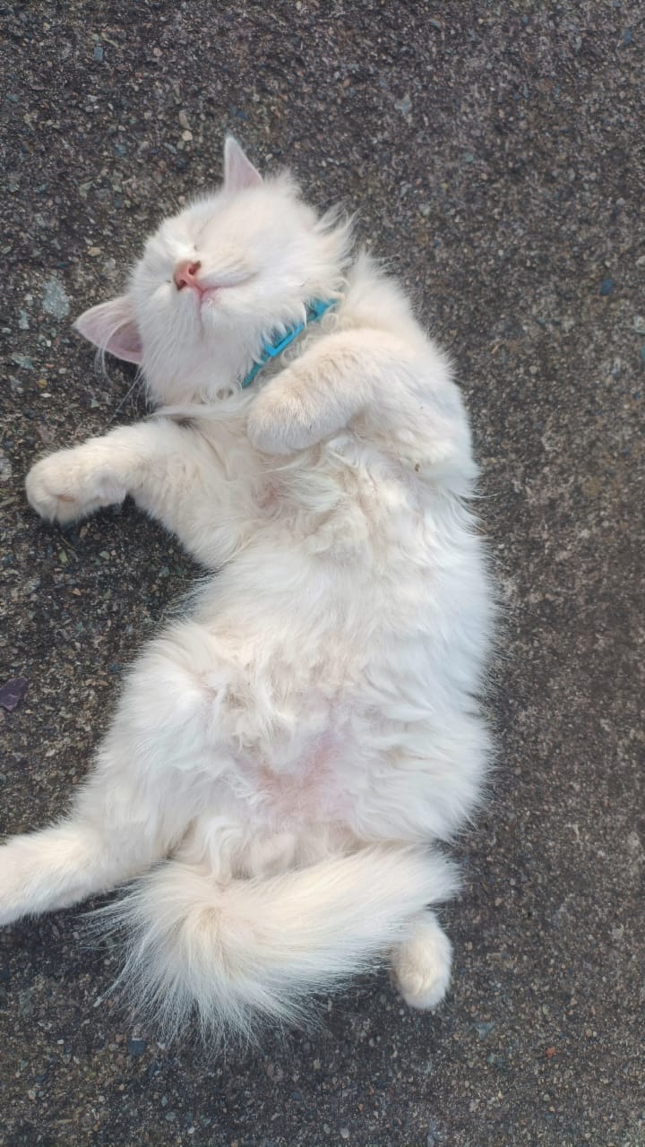 Persion, Loving , Playful, Affectionate, human used