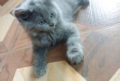 Persion, Loving , Playful, Affectionate, human used