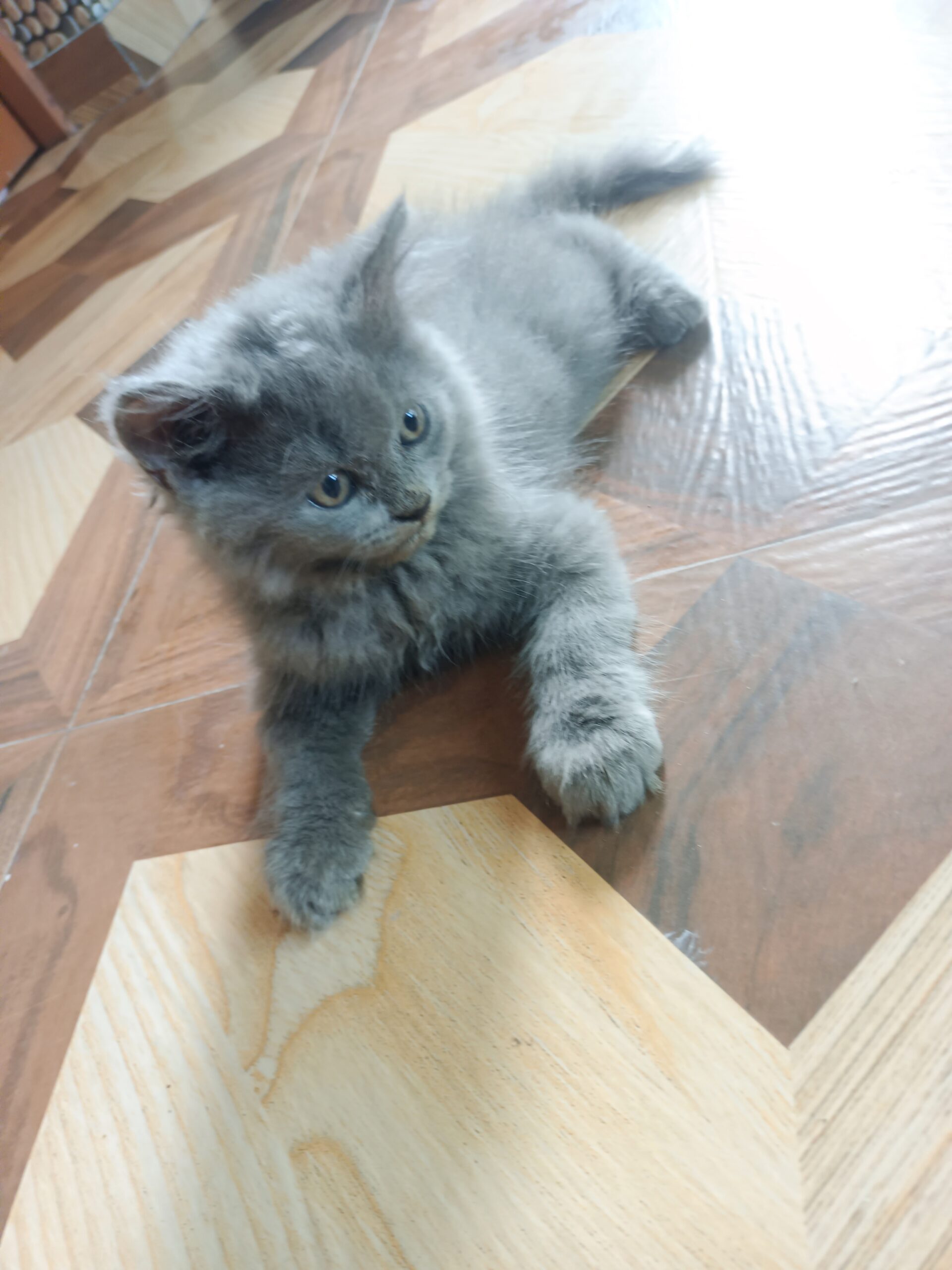 Persion, Loving , Playful, Affectionate, human used