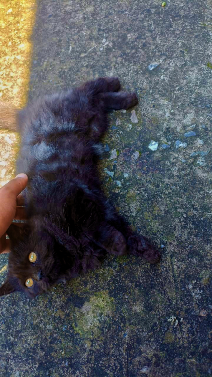 Persion, Loving , Playful, Affectionate, human used