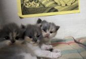 3- persian cats